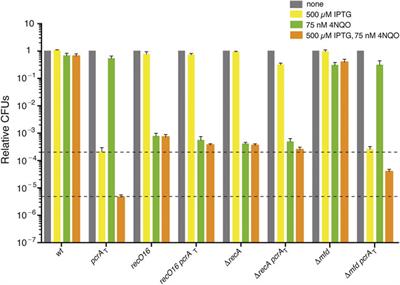 PcrA Dissociates RecA Filaments and the SsbA and RecO Mediators Counterbalance Such Activity